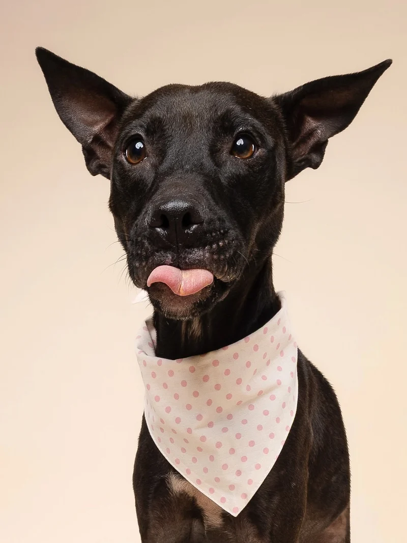 Bandana pour chien - Polka Dot Rose - The Paws