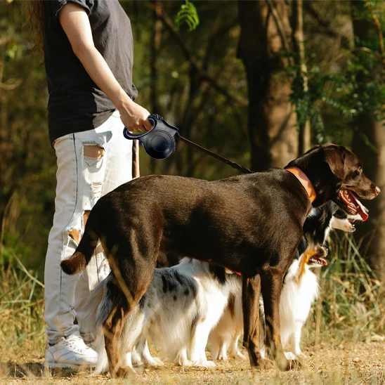 Laisse pour chien lampe/LampeLeaves™