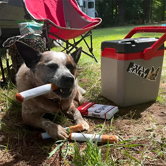 Jouet pour chien cigarettes/SmokingToy™