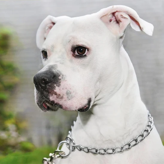 Collier de dressage pour chien/CollarMetal™