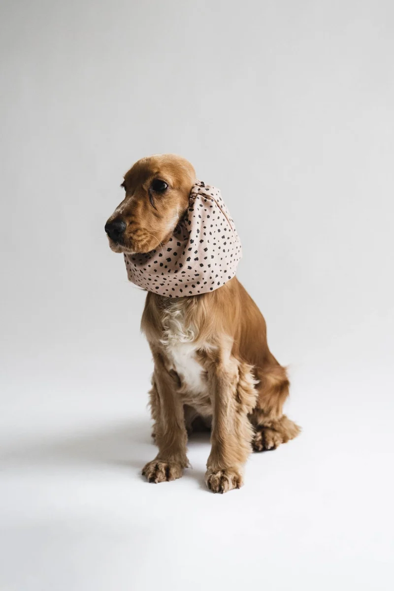 Snood Dots pour chiens - Protection élégante pour longues oreilles