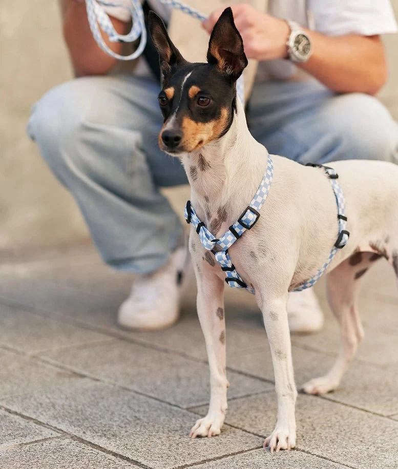 Harnais pour chien en Y Vichy Blue Design