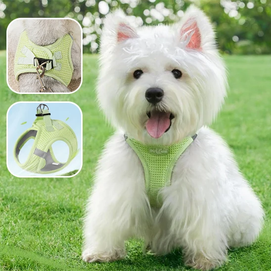 Harnais pour Petit Chien/ LittleHarness