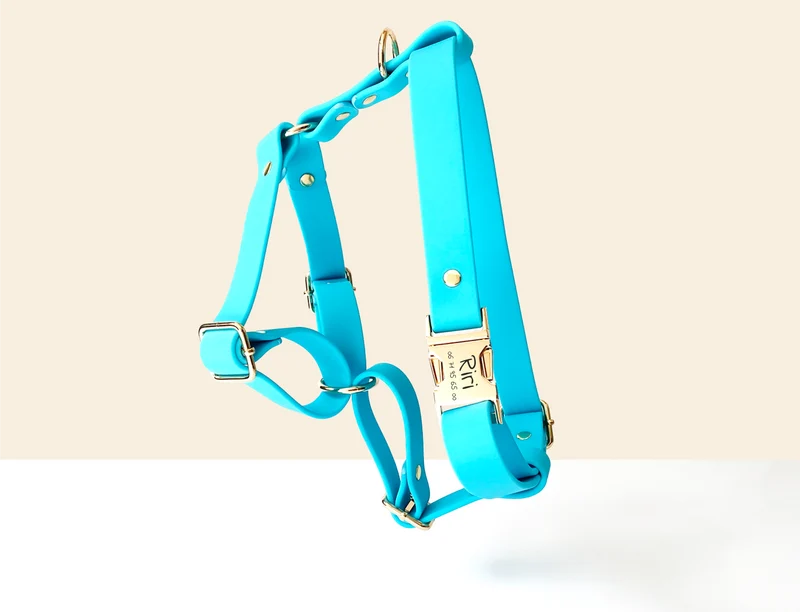 Harnais Chien Personnalisé Biothane Bleu