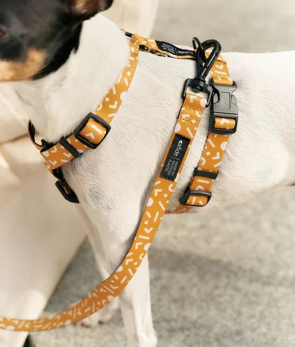 Harnais pour chien en Y Memphis jaune moutarde