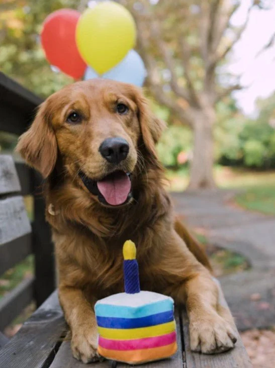 Jouet en peluche pour chien - Party Time - Gâteau d'anniversaire