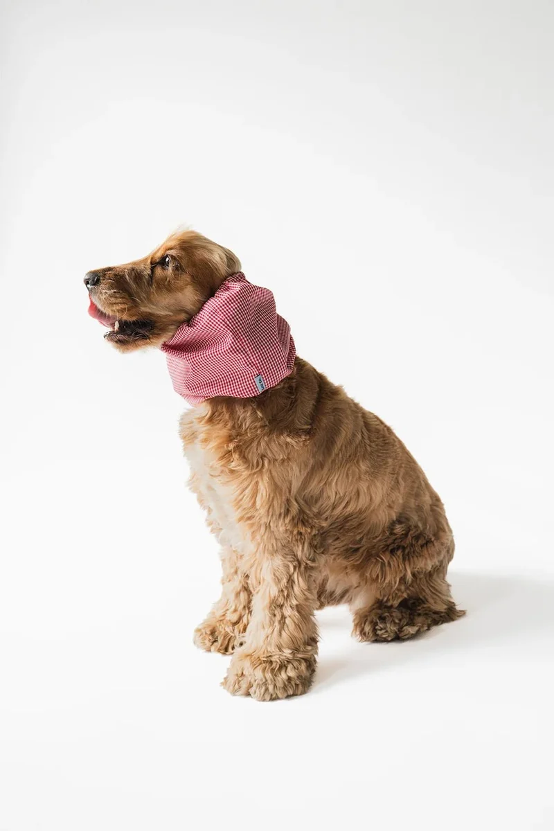 Snood en coton pour chien oreilles longues Summer Red Cherry