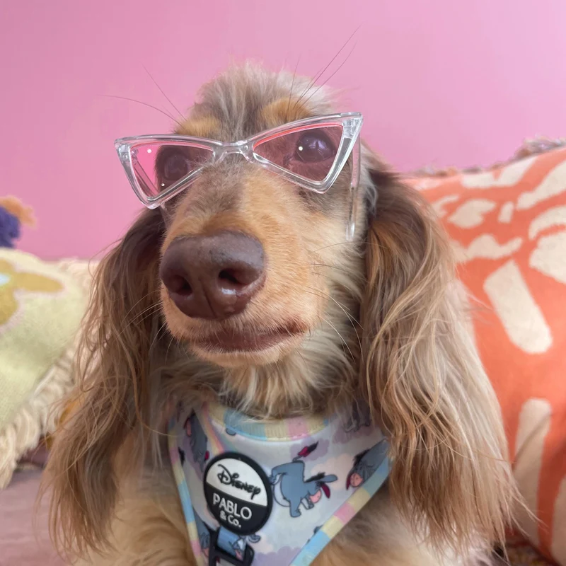 LUNETTES POUR PETITS CHIENS