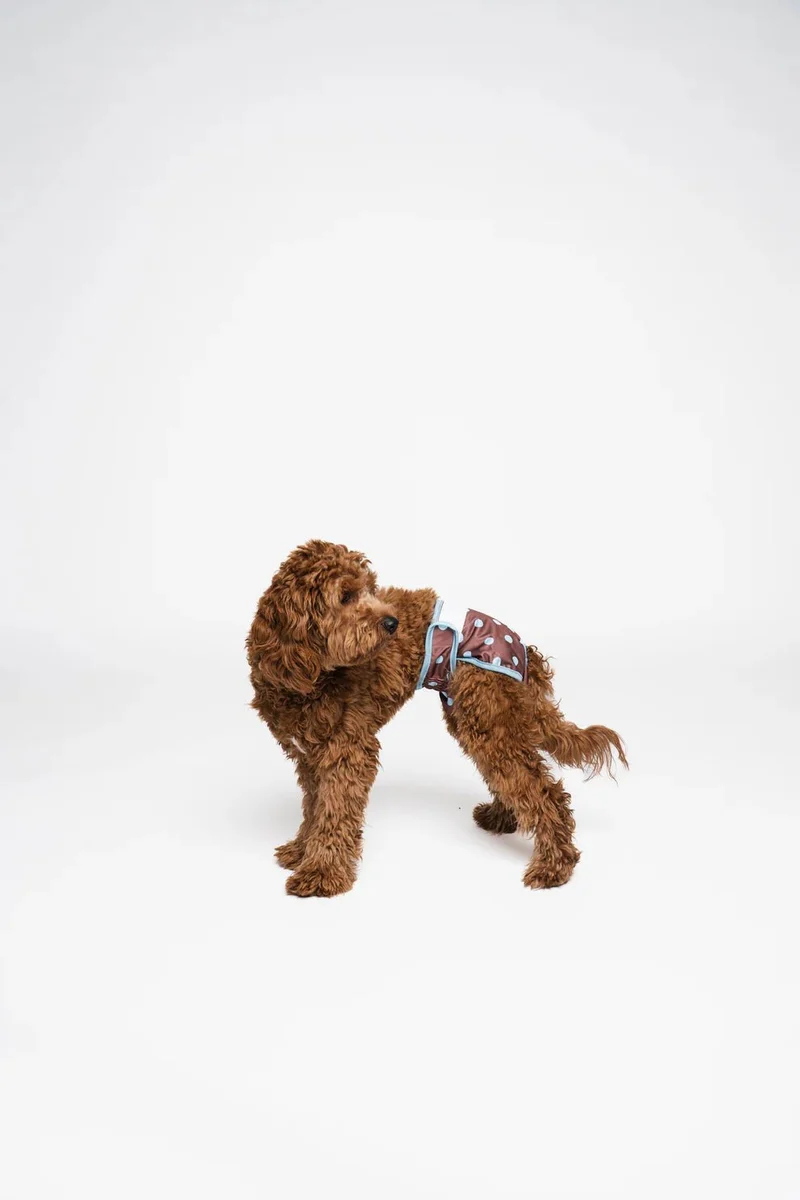 Culotte menstruelle pour chienne à pois – confort & sérénité